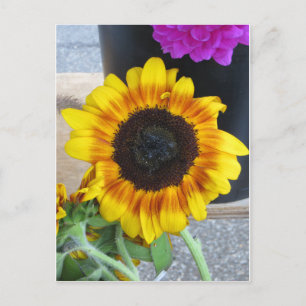 Carte Postale Tournesol