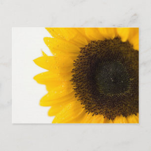 Carte Postale tournesol