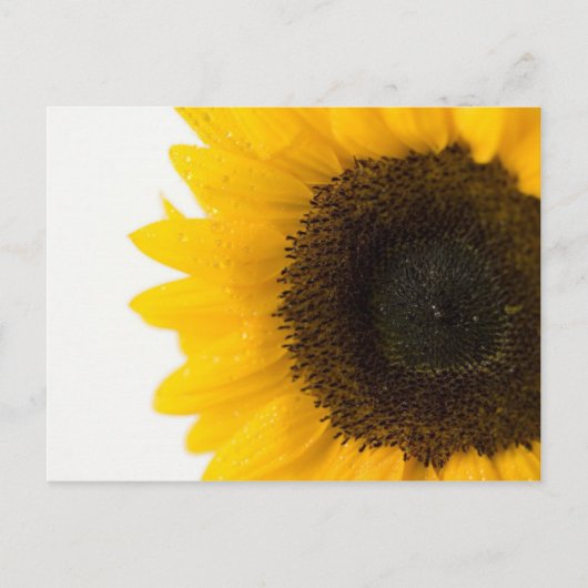 Carte Postale tournesol (Devant)