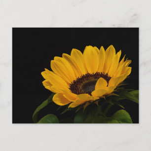 Carte Postale Tournesol
