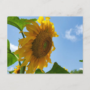 Carte Postale Tournesol