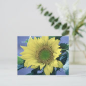 Carte Postale Tournesol (Debout devant)