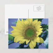 Carte Postale Tournesol (Devant / Derrière)