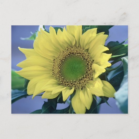 Carte Postale Tournesol (Devant)