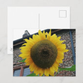 Carte Postale Tournesol (Devant / Derrière)