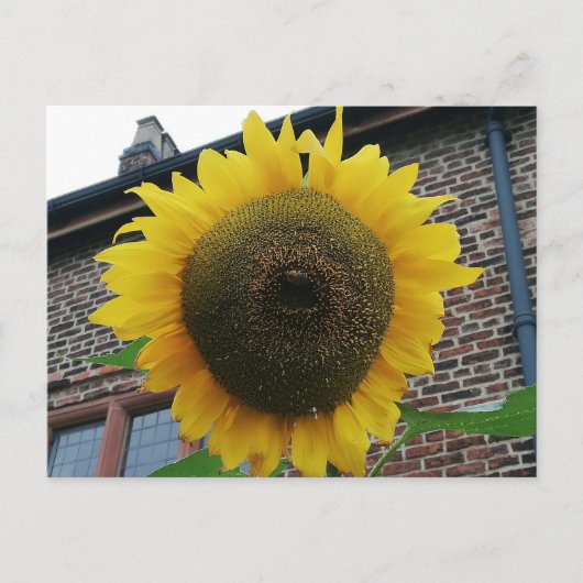 Carte Postale Tournesol (Devant)