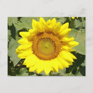Carte Postale Tournesol 1