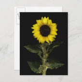 Carte Postale Tournesol 11 (Devant / Derrière)