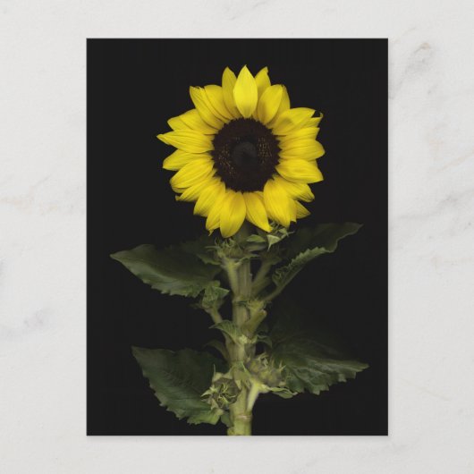 Carte Postale Tournesol 11 (Devant)