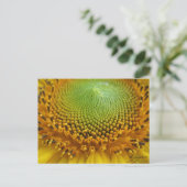 Carte Postale Tournesol 2 (Debout devant)
