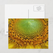 Carte Postale Tournesol 2 (Devant / Derrière)