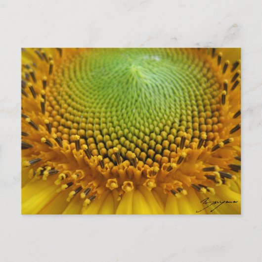 Carte Postale Tournesol 2 (Devant)