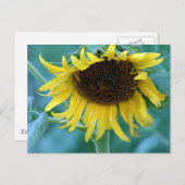 Carte Postale Tournesol 2 (Devant / Derrière)