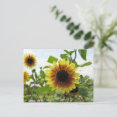 Carte Postale tournesol 2 (Debout devant)