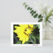 Carte Postale tournesol à face gauche (Debout devant)