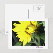 Carte Postale tournesol à face gauche (Devant / Derrière)