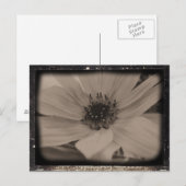 Carte Postale Tournesol Anglé Look Vintage (Devant / Derrière)