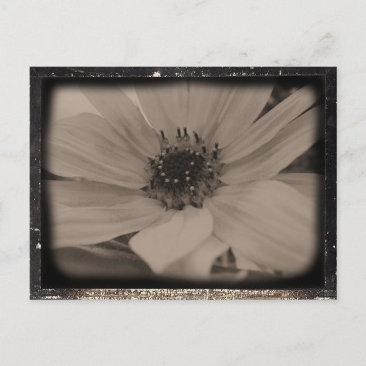 Carte Postale Tournesol Anglé Look Vintage (Devant)