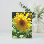 Carte Postale Tournesol aux abeilles (Debout devant)