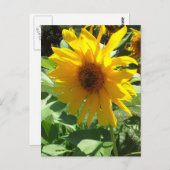 Carte Postale Tournesol aux abeilles (Devant / Derrière)