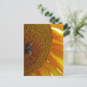 Carte Postale Tournesol aux bourdons (Debout devant)