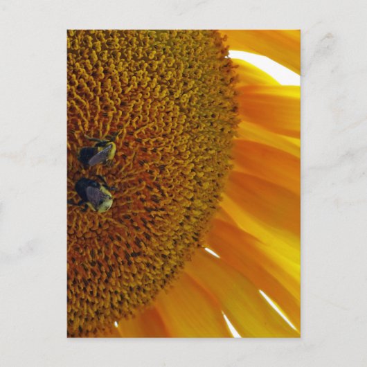 Carte Postale Tournesol aux bourdons (Devant)