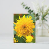 Carte Postale Tournesol avant floraison (Debout devant)