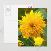 Carte Postale Tournesol avant floraison (Devant / Derrière)