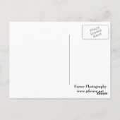 Carte Postale Tournesol avant floraison (Dos)