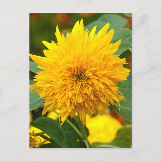 Carte Postale Tournesol avant floraison (Devant)