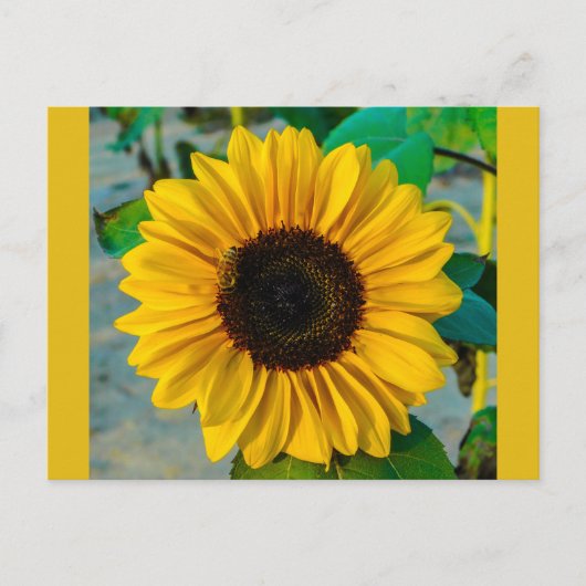 Carte Postale Tournesol avec abeille (Devant)