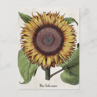 Carte Postale Tournesol botanique vintage