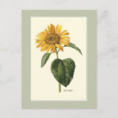 Carte Postale Tournesol British Botanical Illustration (Devant)