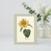 Carte Postale Tournesol British Botanical Illustration (Debout devant)