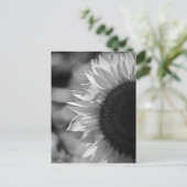 Carte postale Tournesol Dans Le Champ NB (Debout devant)