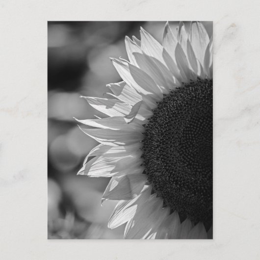 Carte postale Tournesol Dans Le Champ NB (Devant)