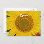 Carte Postale Tournesol dans le Kansas (Devant / Derrière)