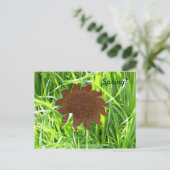 Carte postale - Tournesol de fer dans l'herbe (Debout devant)