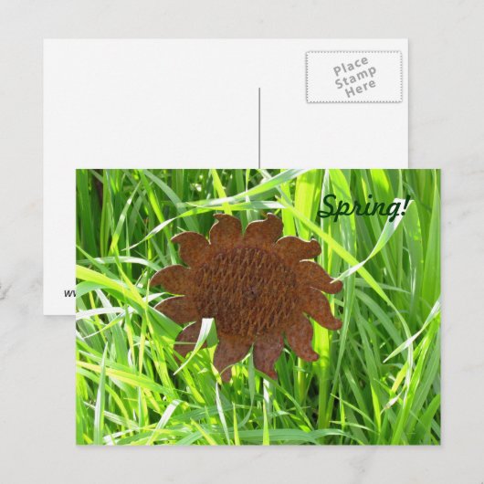 Carte postale - Tournesol de fer dans l'herbe (Devant / Derrière)