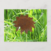 Carte postale - Tournesol de fer dans l'herbe (Devant)