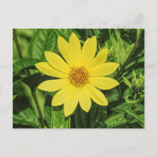Carte Postale Tournesol de Helianthus 'Lemon Queen'
