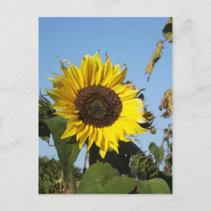 Carte Postale Tournesol de la saison tardive