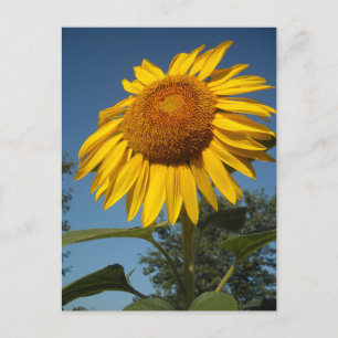Carte Postale Tournesol du matin