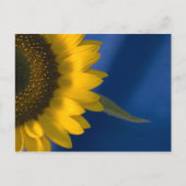 Carte Postale Tournesol en bleu (Devant)