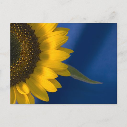 Carte Postale Tournesol en bleu (Devant)