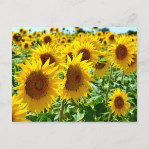 Carte Postale Tournesol en France
