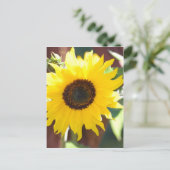 Carte Postale Tournesol en pleine floraison (Debout devant)