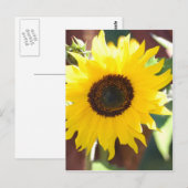 Carte Postale Tournesol en pleine floraison (Devant / Derrière)