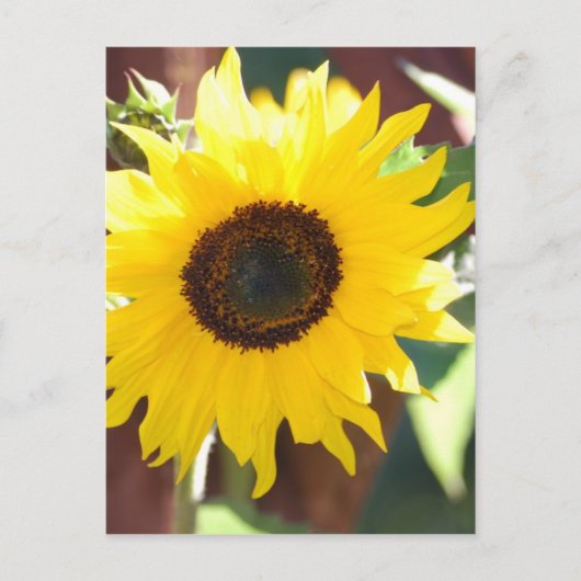 Carte Postale Tournesol en pleine floraison (Devant)