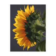 Tournesol en studio 2